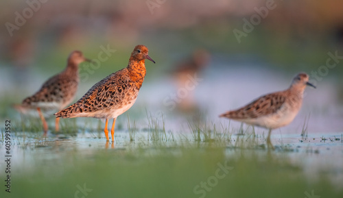 Ruff - birds at a wetland on the mating season in spring