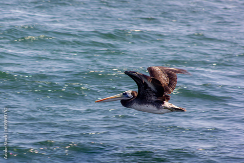Pelican in flight over Pacific Ocean, Paracas, Peru, South America