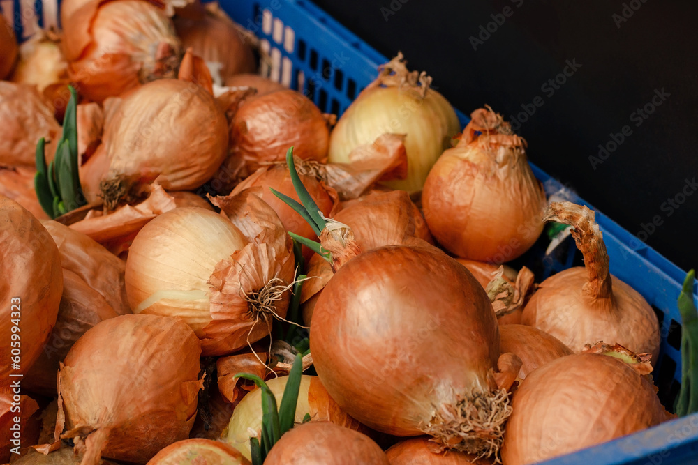 Large onion harvest in a plastic blue basket. Onions are healthy because of their richness in vitamins. Lifestyle photo. Large onion harvest in a plastic blue basket. Onions are healthy because of their richness in vitamins. Lifestyle photo.