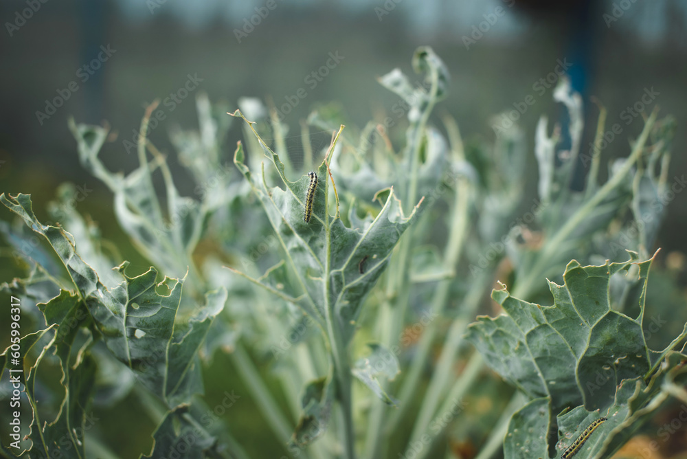 The caterpillar larvae of the cabbage white butterfly eating the leaves of a cabbage. Garden pest concept. The caterpillar larvae of the cabbage white butterfly eating the leaves of a cabbage. Garden pest concept.