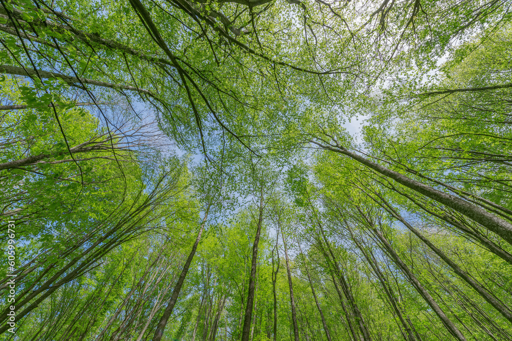 Fototapeta premium Tree branches background at spring day.