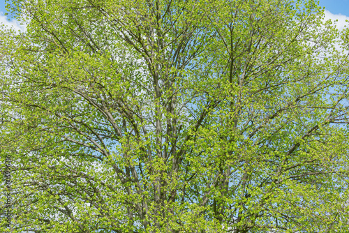 Tree branches background at spring day.