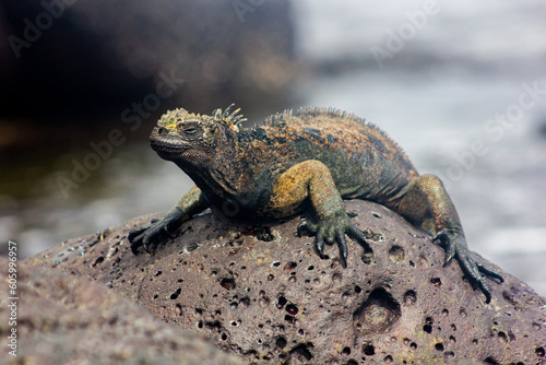 Marine iguana on a rock in Santa Cruz  Galapagos