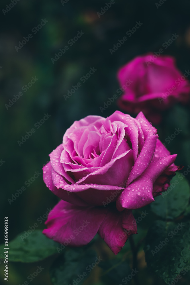 blooming rose close up in summer garden selective focus