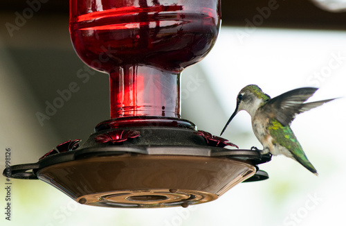 Female Ruby Throated hummingbird on feeder 