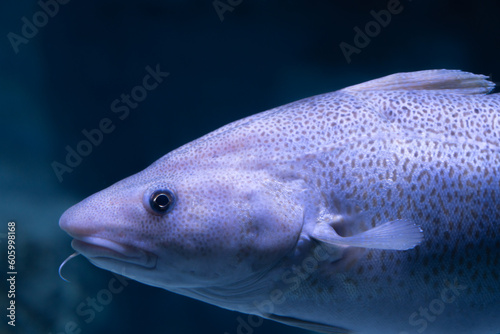 Atlantic cod underwater