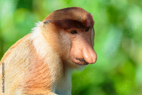 The proboscis monkey (Nasalis larvatus) or long-nosed monkey is a reddish-brown arboreal Old World monkey with an unusually large nose. It is endemic to the southeast Asian island of Borneo.