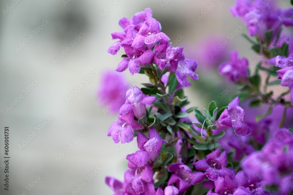 Obraz premium Closeup of Leucophyllum frutescens, Texas sage.
