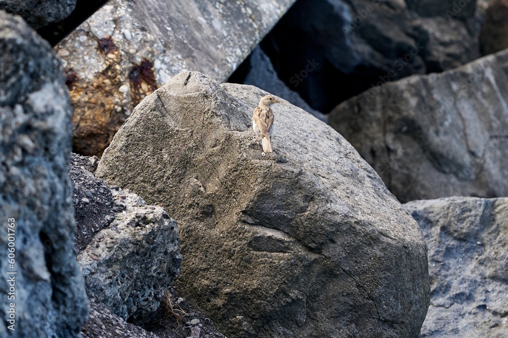 High angle shot of a small brown bird perched on rocks High angle shot of a small brown bird perched on rocks