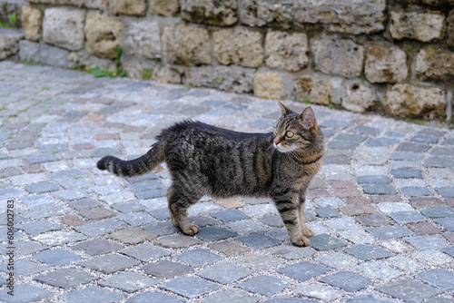 adult young homeless stray cat of whiskas color walks outdoor on ancient paving stones, concept of survival of abandoned animals in city, sterilization and treatment of cats, pet shelters