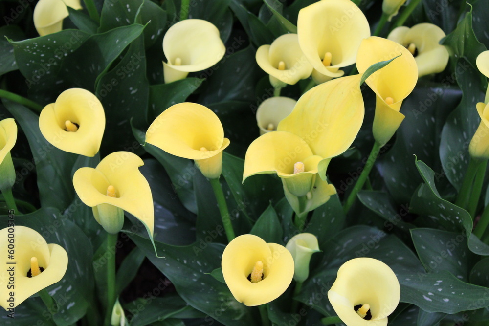Fotografie Zantedeschia Sun Club