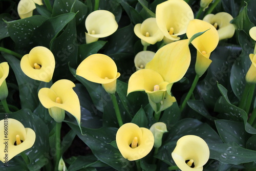 Zantedeschia Sun Club