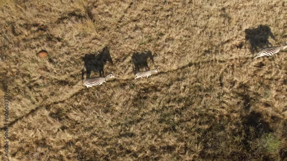 Drone shot of a Zebra herd walking in line on grass plains on a sunny day Drone shot of a Zebra herd walking in line on grass plains on a sunny day