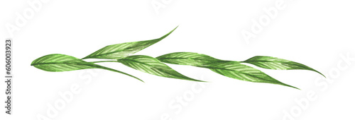 Green leaves and branches. Line borders  laurels and text divider. Watercolor illustration.