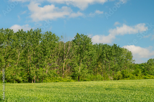 Spring rural landscape  green wheat field  dense forest and blue sky with white clouds in the background.