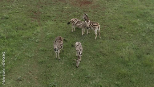 Aerial footage of a herd of zebras walking on grass savannah on an African grass plain
