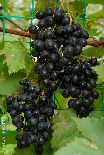 Juicy bunch of ripe grapes close-up