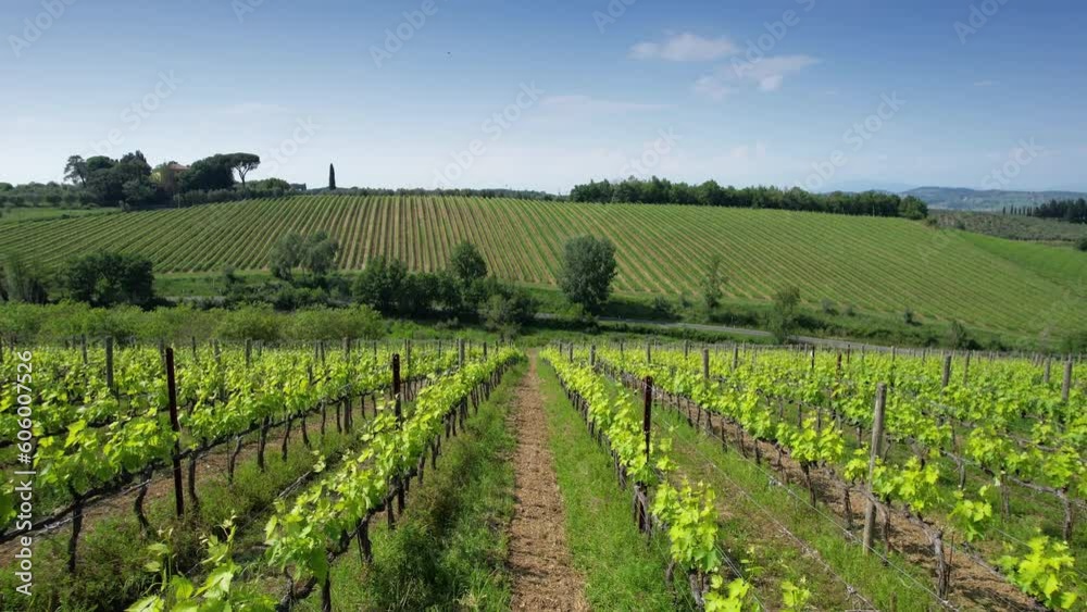 Flying through the green rows of vines in the Chianti Classico area near Greve in Chianti, Italy.