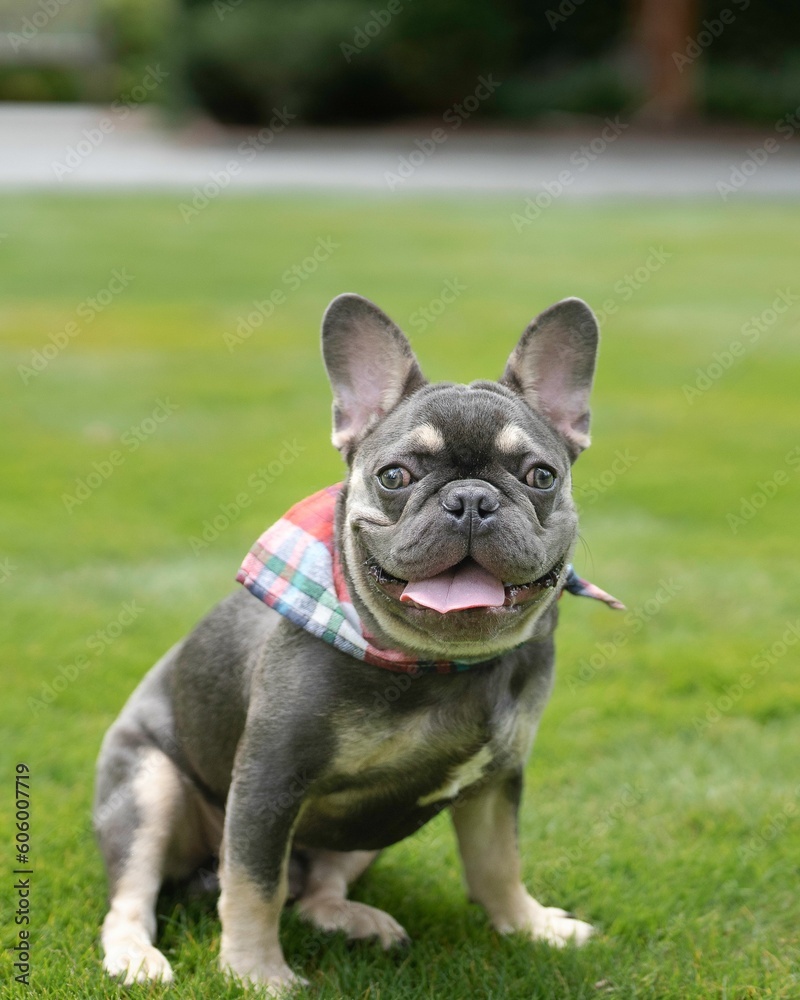 Vertical closeup shot of an adorable dark french bulldog on a grassy field