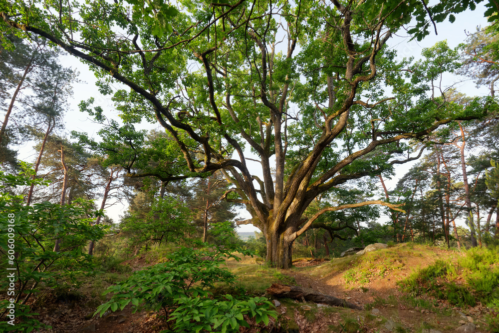 Fototapeta premium Sessile Oak 'Bouquet de la reine Amélie' in the Fontainebleau forest