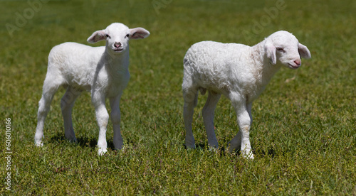 Twin sheep lambs exploring a grassy field