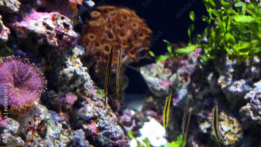 Underwater aquarium scene with fish Underwater aquarium scene with fish