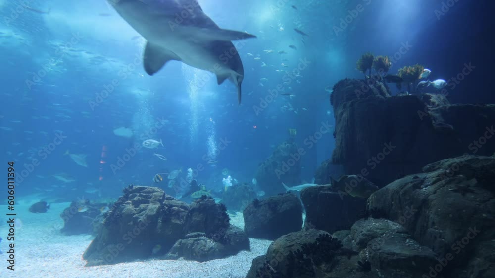 Underwater aquarium scene with fish