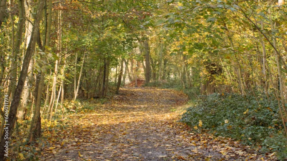 Path surrounded by dense trees in autumn Path surrounded by dense trees in autumn