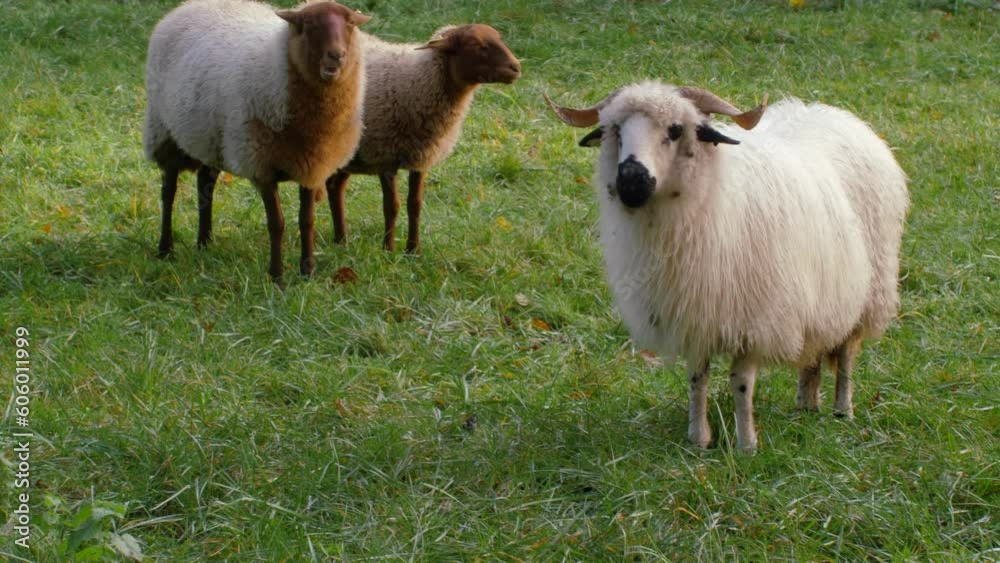 Aerial view of sheep in greenery field