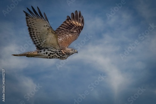 Closeup of a Red-tailed hawk  Buteo jamaicensis flying high in the cloudy sky with its large wings