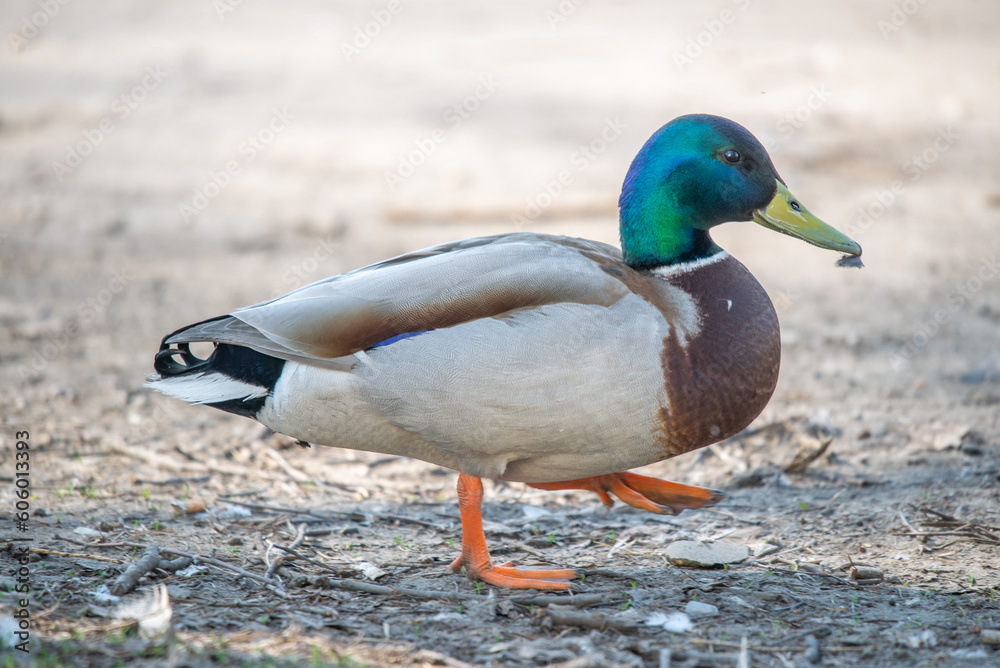 Obraz premium Male mallard duck Anas platyrhynchos