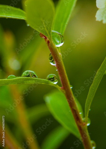 raindrops on grass leaves in the garden