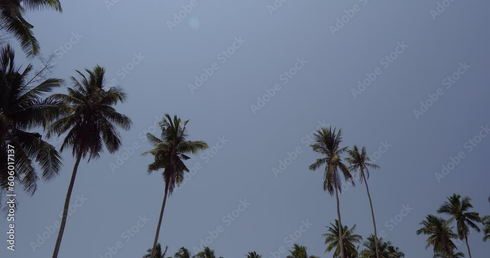 Palm trees. Coconut palm tree. Sun sky clouds. Sand desert. Wave sea. Beach holiday background. Palm seaside resort. Text insert space.. Palm trees. Coconut palm tree. Sun sky clouds. Sand desert. Wave sea. Beach holiday background. Palm seaside resort. Text insert space..