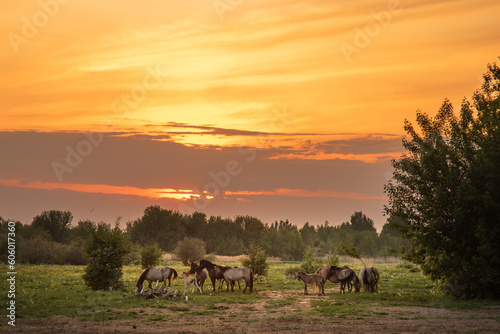 Herd of wild Konik horses at spring during the sunset in Jelgava, Latvia © Julija