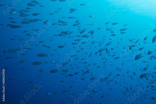 Underwater blue scene with fishes in the Caribbean Sea. 