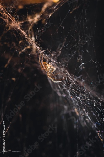 Beautiful closeup of a spider in the web
