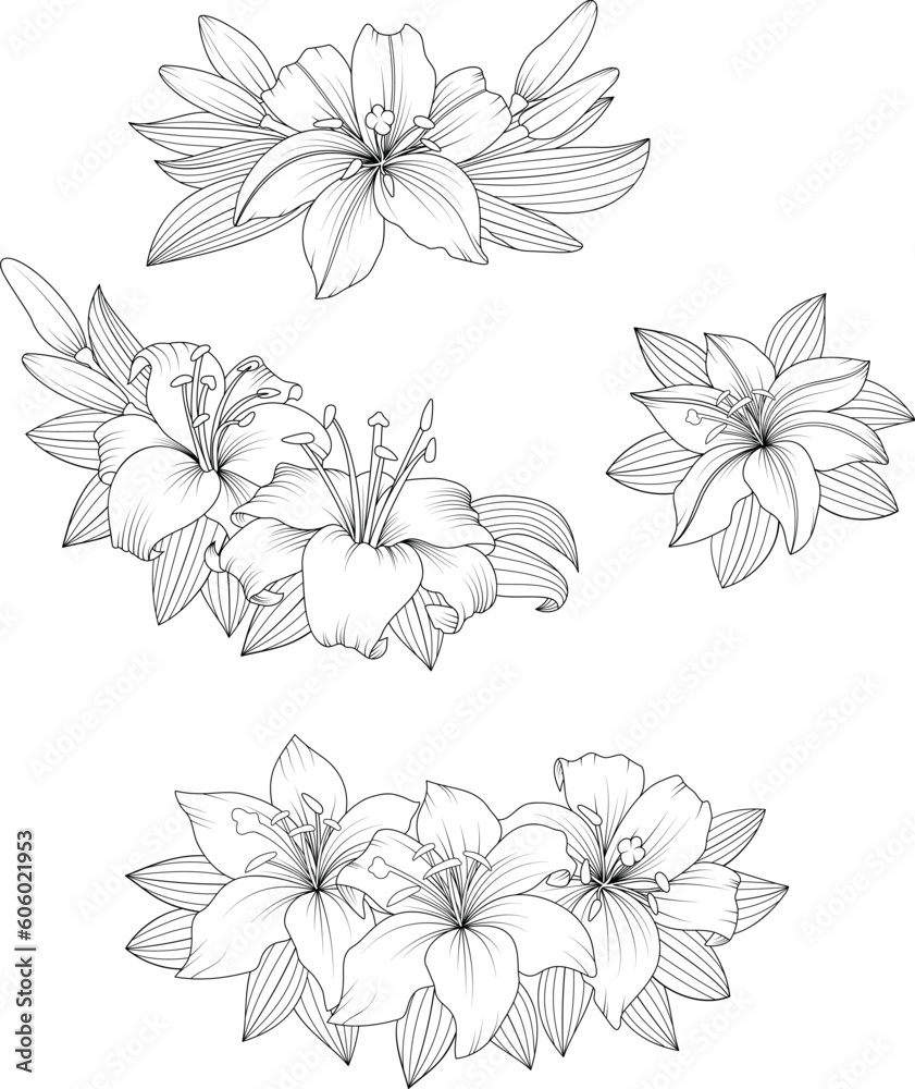 Vector black outline of lily flowers isolated on white background.