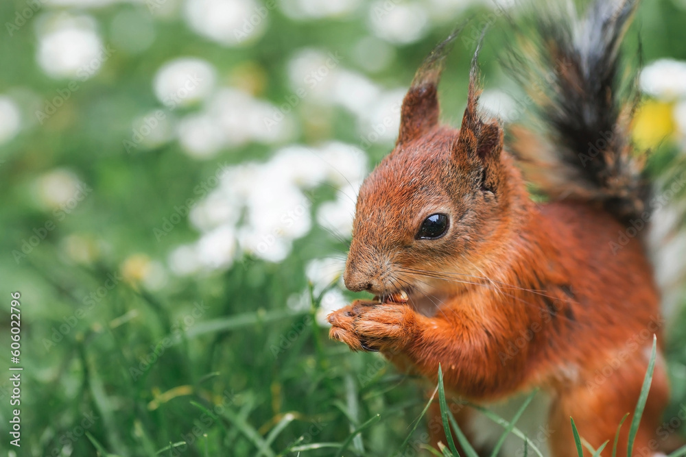 Summer. Portrait of a fluffy red squirrel with a nut in its paws on the green grass surrounded by daisies. Squirrels in the Tsaritsyno City Park. Feeding animals. Summer. Portrait of a fluffy red squirrel with a nut in its paws on the green grass surrounded by daisies. Squirrels in the Tsaritsyno City Park. Feeding animals.