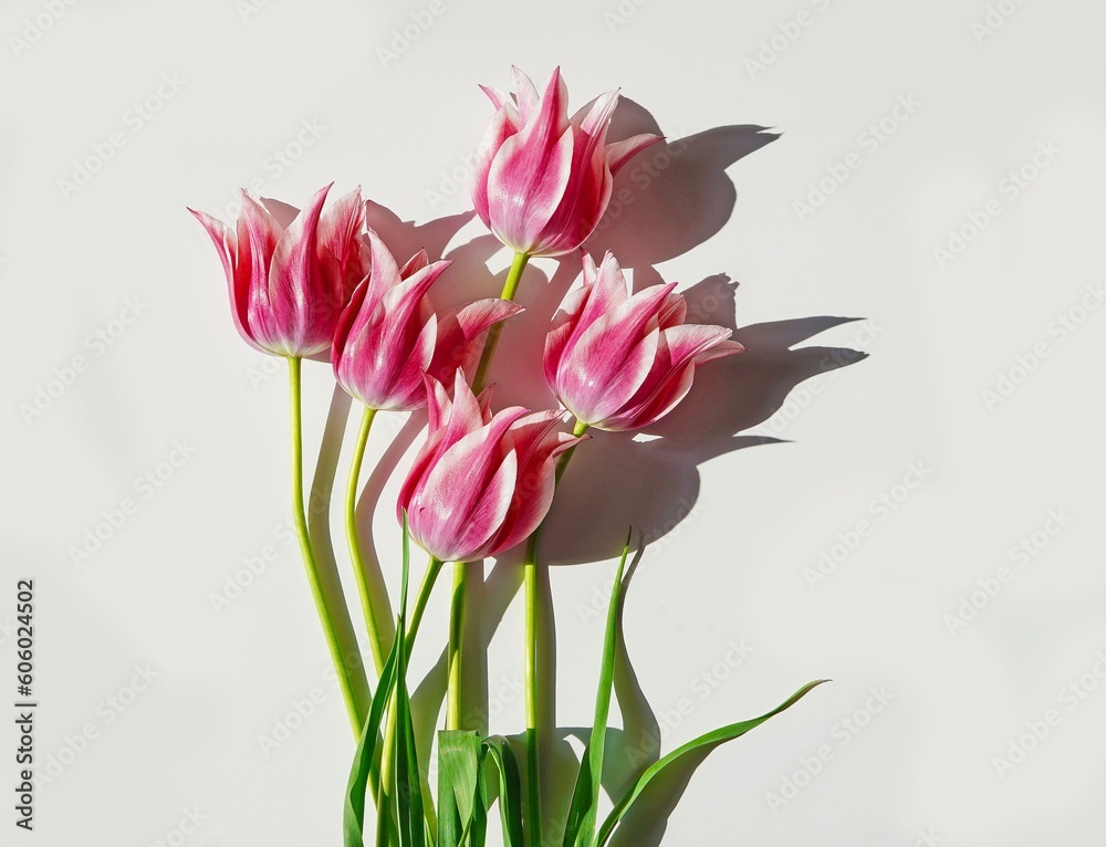 Fototapeta premium Five red tulips with white stripes and green leaves on a white background. For postcards, congratulations, for posters.