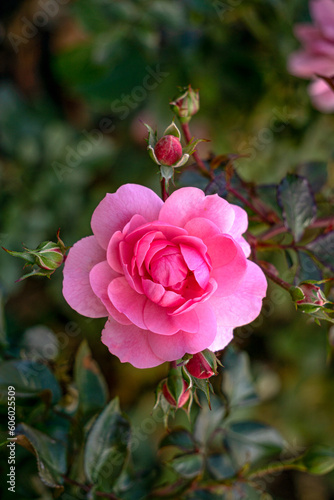 Beautiful rose branch with pink flowers in the garden.