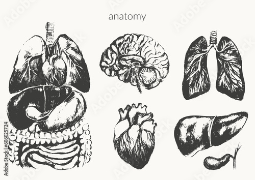 Human anatomy illustration. Internal organs black ink sketch