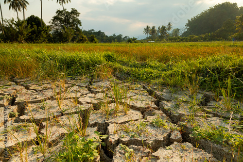 Dry and cracked land, dry due to lack of rain, in the island of Sulawesi, near Poso lake, Indonesia. Effects of climate change such as desertification and droughts.