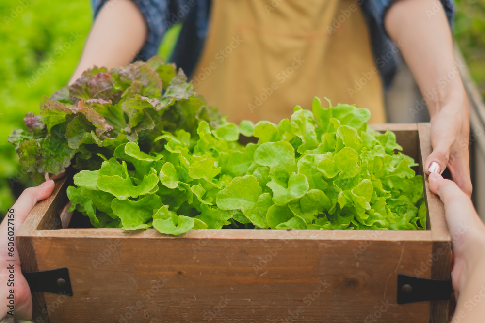 Close up of female farming is giving or offering a basket of Vegetables or lettuce and look at customer. Concept of organic farm or greenhouse. Freshness of product. Healthy product non-chemical. Close up of female farming is giving or offering a basket of Vegetables or lettuce and look at customer. Concept of organic farm or greenhouse. Freshness of product. Healthy product non-chemical.