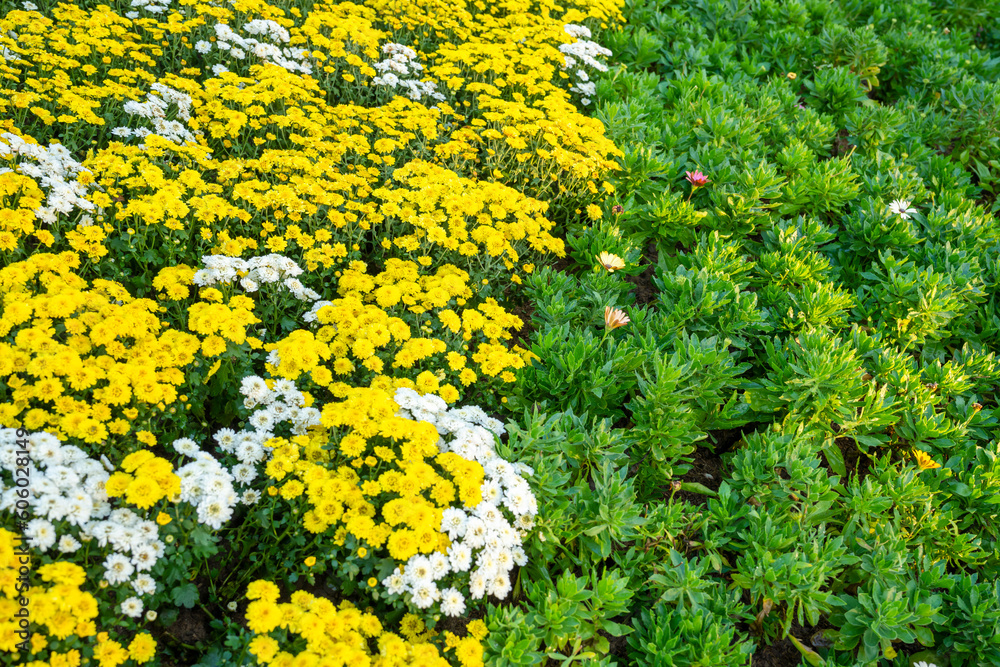 The Soft Yellow Chrysanthemum flowers in garden.