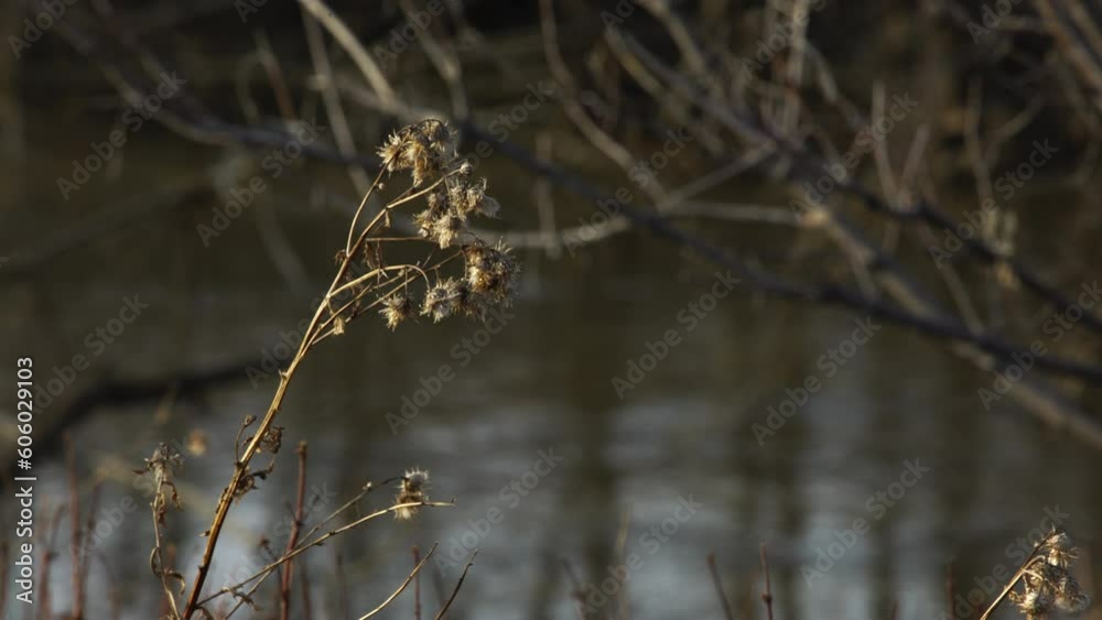 Seedpods on stalk with muddy creek in background on Montana spring afternoon Seedpods on stalk with muddy creek in background on Montana spring afternoon