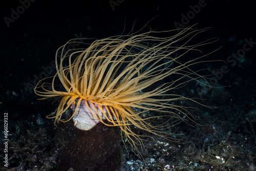 Sea anemone. Underwater life of Tulamben, Bali, Indonesia. © diveivanov