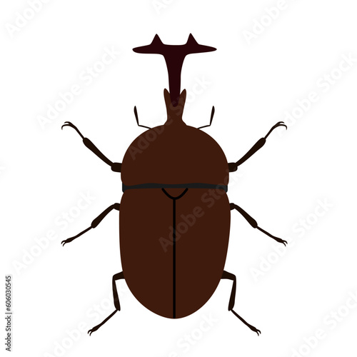 Male beetle on white background. photo