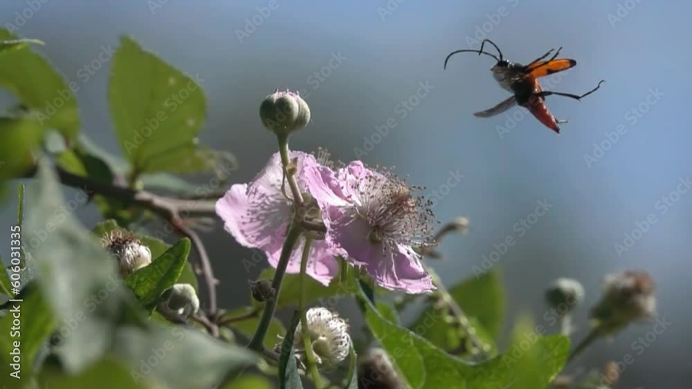 Funny insect flying arround pink mulberry flower. flight of longicorn longhorn beetle. Funny insect flying arround pink mulberry flower. flight of longicorn longhorn beetle.