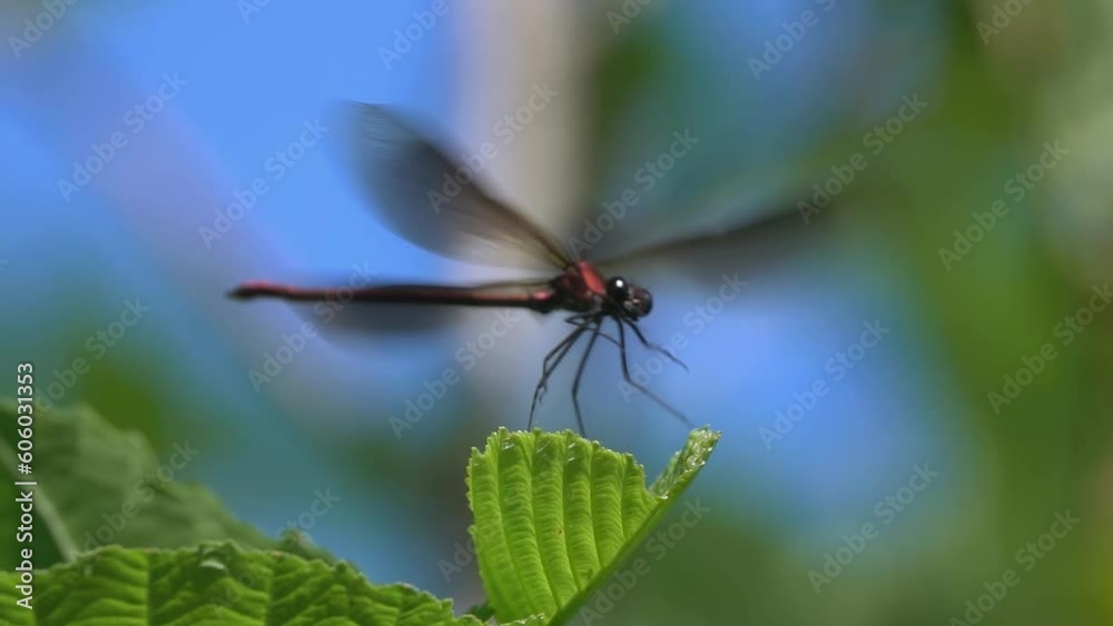 Green dragonfly landing on leaf. Nature slow motion.
Green dragonfly landing on leaf. Nature slow motion.
