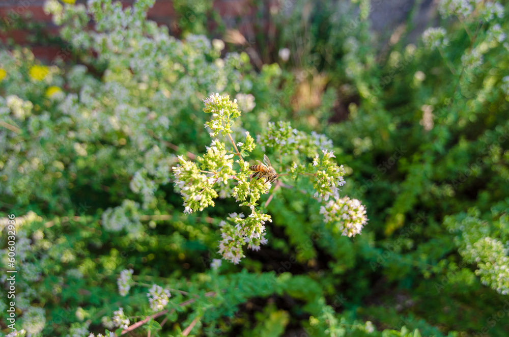 spring, flowers and bees, especially oregano spice flowers with bees collecting nectar. spring, flowers and bees, especially oregano spice flowers with bees collecting nectar.